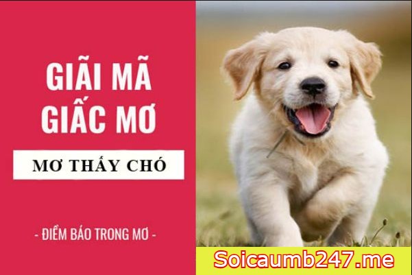 Nằm mơ thấy chó đánh con gì