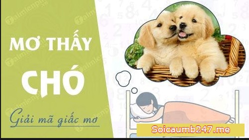 Mơ thấy làm thịt chó đánh số mấy